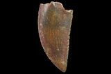 Serrated, Raptor Tooth - Real Dinosaur Tooth #179564-1